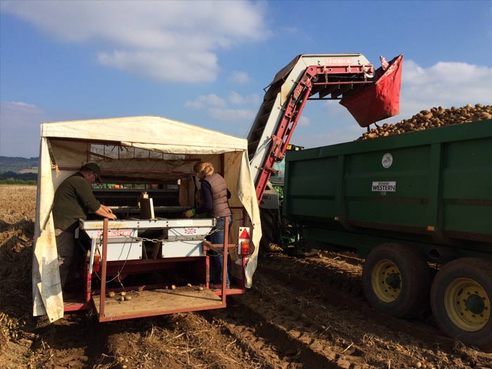 Potatoes-the-Farm
