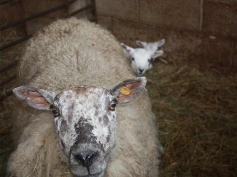 Sheep Sheep