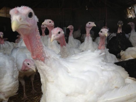 turkey-the-farm turkey-the-farm